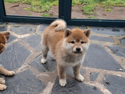 Les chiots de Shiba