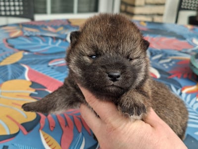 Les chiots de Shiba