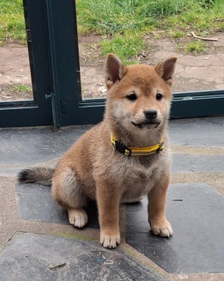 Les chiots de Shiba