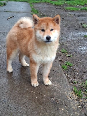 Les chiots de Shiba
