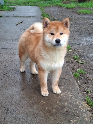 Les chiots de Shiba