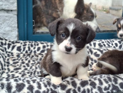 Les chiots de Welsh Corgi Cardigan