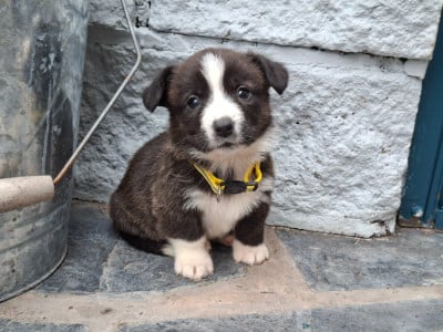 Les chiots de Welsh Corgi Cardigan