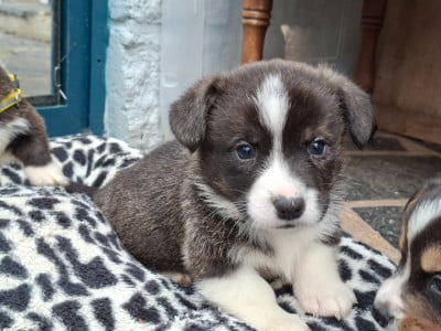 Les chiots de Welsh Corgi Cardigan