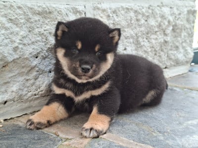 Les chiots de Shiba