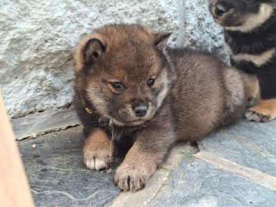 Les chiots de Shiba