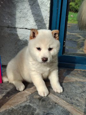 Les chiots de Shiba