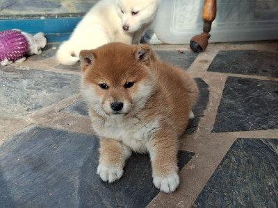 Les chiots de Shiba
