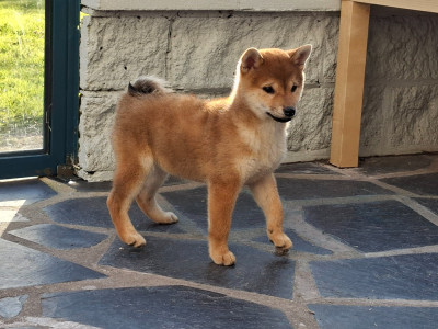 Les chiots de Shiba