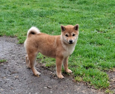Les chiots de Shiba