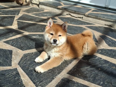 Les chiots de Shiba