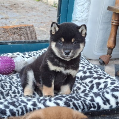 Les chiots de Shiba