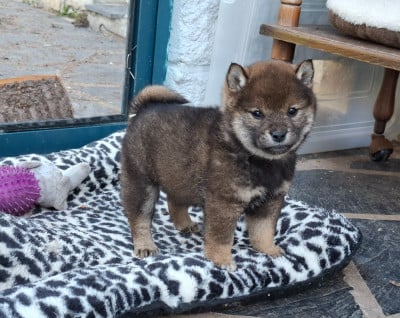 Les chiots de Shiba