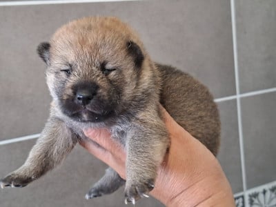 Shiba