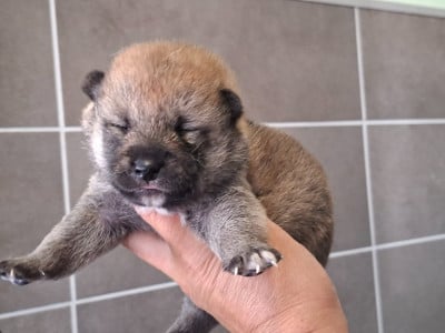 Chiot N°3 - Shiba