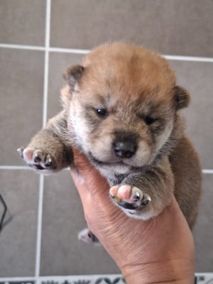Chiot N°4 - Shiba