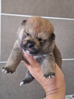 Chiot N°5 - Shiba