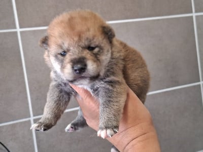 Chiot N°6 - Shiba
