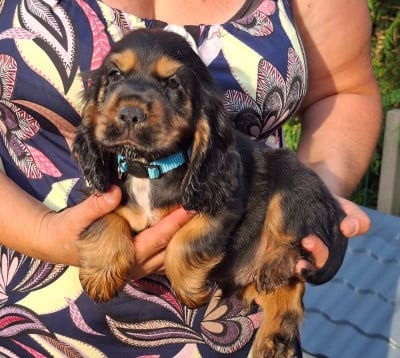 Les chiots de Cocker Spaniel Anglais