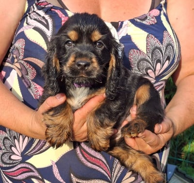 Les chiots de Cocker Spaniel Anglais