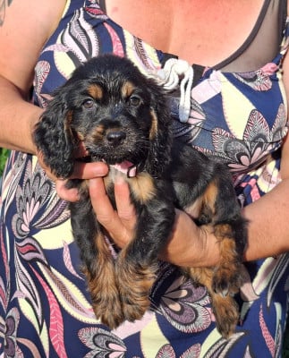 Les chiots de Cocker Spaniel Anglais