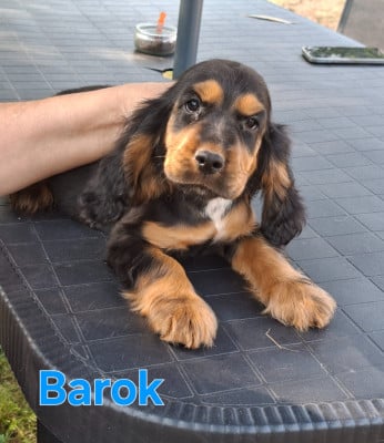Les chiots de Cocker Spaniel Anglais
