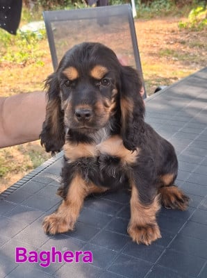 Les chiots de Cocker Spaniel Anglais