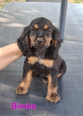 Les chiots de Cocker Spaniel Anglais