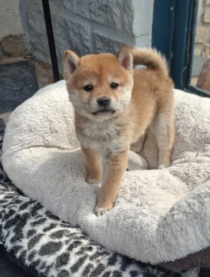 Les chiots de Shiba