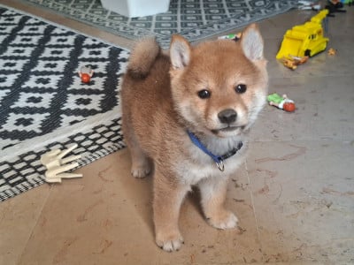 Les chiots de Shiba