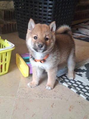 Les chiots de Shiba