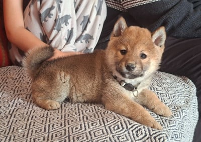Les chiots de Shiba