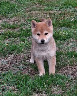 Les chiots de Shiba