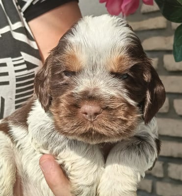 Baratheon - Cocker Spaniel Anglais