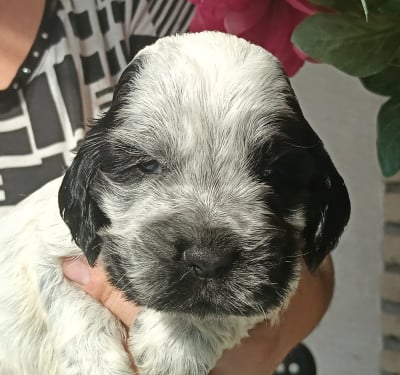Bolton - Cocker Spaniel Anglais