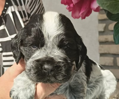 Balerion - Cocker Spaniel Anglais