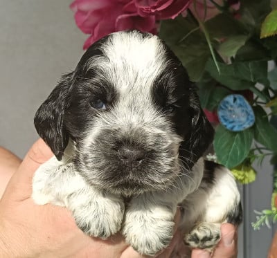 Cocker Spaniel Anglais