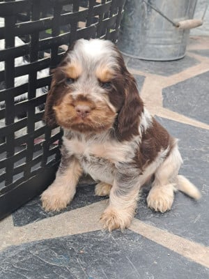 Les chiots de Cocker Spaniel Anglais