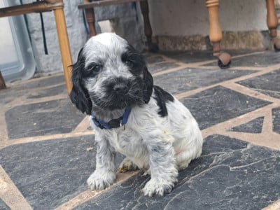 Les chiots de Cocker Spaniel Anglais