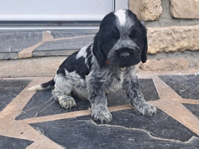 Les chiots de Cocker Spaniel Anglais