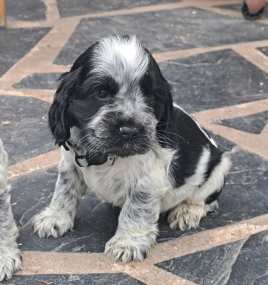 Les chiots de Cocker Spaniel Anglais