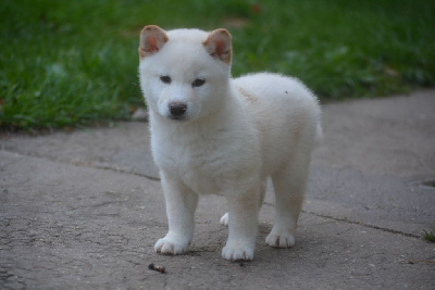 Les chiots de Shiba