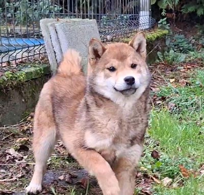 Les chiots de Shiba