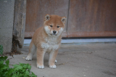Les chiots de Shiba