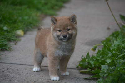 Les chiots de Shiba