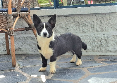 Les chiots de Welsh Corgi Cardigan