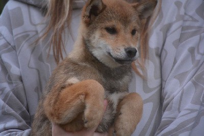 superbe femelle sesame
paiement en plusieurs fois possible
tel 07 60 97 28 86