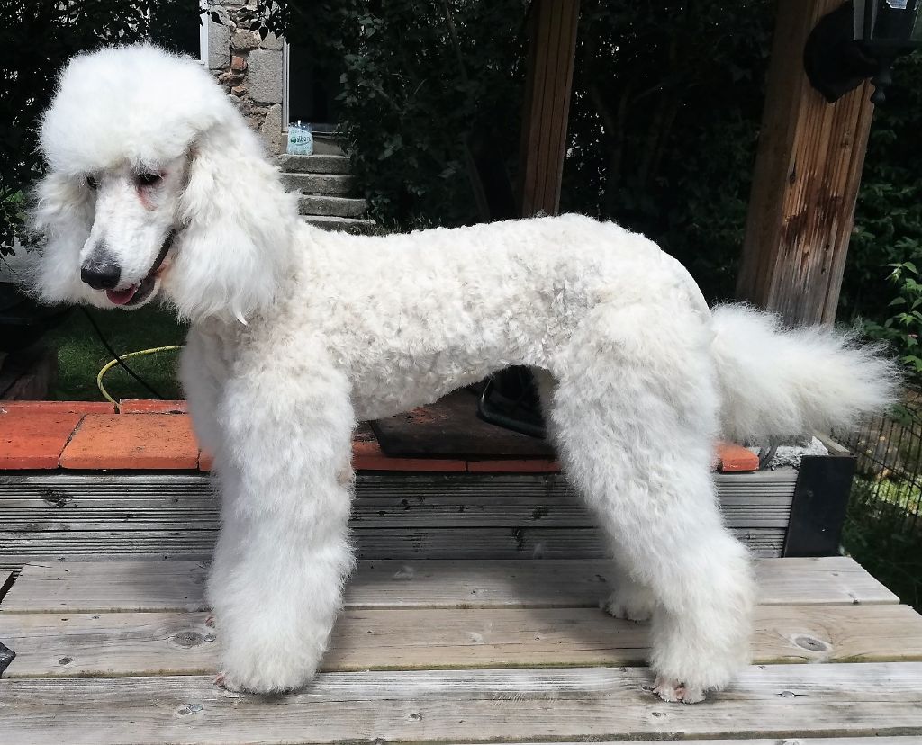 Accueil - Elevage de viloden - eleveur de chiens Caniche