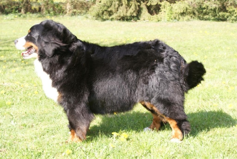 Happy Van de klaverhoeve - Très bon ???