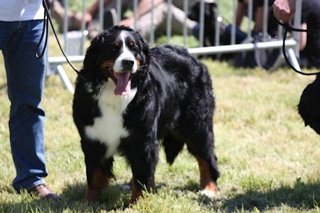 Ganja du Domaine de Verlaine - cacs BOB